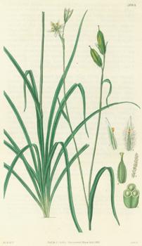 Seller image for Anthericum? Plumosum. Bearded-Flowered Anthericum. Engraving # 3084 from Curtis's Botanical Magazine. for sale by Wittenborn Art Books