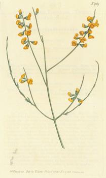 Immagine del venditore per Sphaerolobium Vimineum. Twiggy Sphaerolobium. Engraving # 969 from Curtis's Botanical Magazine. venduto da Wittenborn Art Books