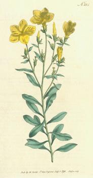Immagine del venditore per Linum Arboreum. Tree Flax. Engraving # 234 from Curtis's Botanical Magazine. venduto da Wittenborn Art Books