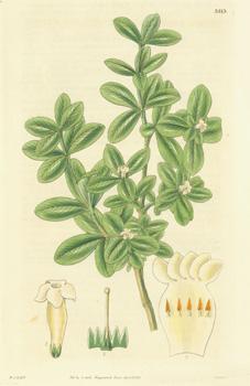 Seller image for Alyxia Daphnoides. Daphne-like Alyxia.Engraving # 3313 from Curtis's Botanical Magazine. for sale by Wittenborn Art Books