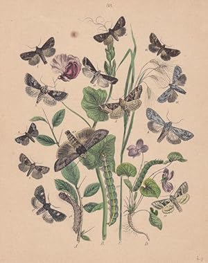 Falter und ihre Entwicklungsstufen auf versch. Pflanzen, altkolorierte Lithographie um 1870 aus d...