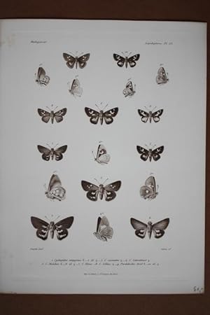 Schmetterlinge, Lithographie 1885 die 18 Schmetterlinge auf einem Blatt darstellt, Blattgröße: 32...