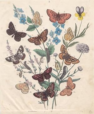 Schmetterlinge und ihre Entwicklungsstadien, altkolorierte Lithographie um 1865, Hochdanz, Blattg...