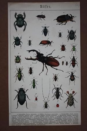 Käfer, altkolorierter Stahlstich mit Abbildungen von 27 Käfern und der Legende dazu, Blattgröße: ...