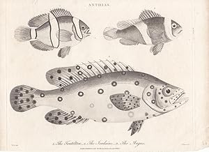 Anthias (Fahnenbarsche), Kupferstich 1801 mit drei Exemplaren, Blattgröße: 19,5 x 27,2 cm, reine ...