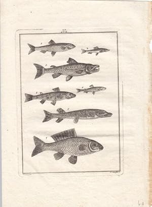 Angelhaken, Snap Hook/ Trimmers, Kupferstich 1801 mit Angelwerkzeug, Blattgröße: 26,7 x 20 cm, re...