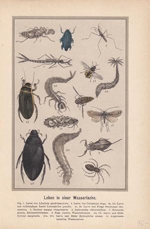 Leben in einer Wasserlache, altkolorierter Holzstich um 1889, Blattgröße: 22 x 14,5 cm, reine Bil...