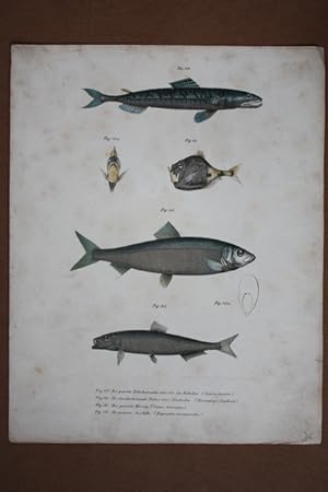 Fische, schöne, altkolorierte Lithographie um 1870 aus der K.k. Hof- und Staatsdruckerei Wien, Bl...