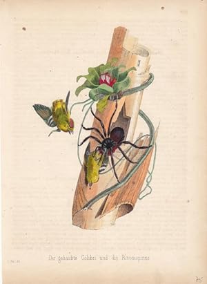 Der gehaubte Colibri und die Riesenspinne, altkolorierter Kupferstich um 1845, Blattgröße: 27 x 1...