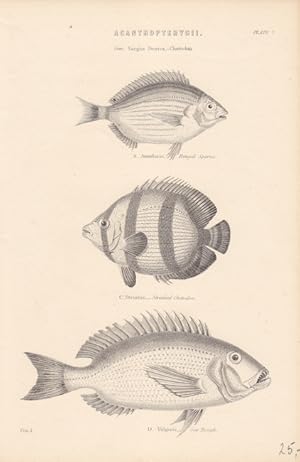 Acanthopterycii (Stachelflosser), Stahlstich um 1880 mit der Darstellung von drei Arten, Blattgrö...