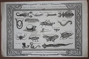 Insekten und Reptilien, großformatiger Kupferstich mit schönem Schmuckrand aus dem Jahr 1782, Bla...