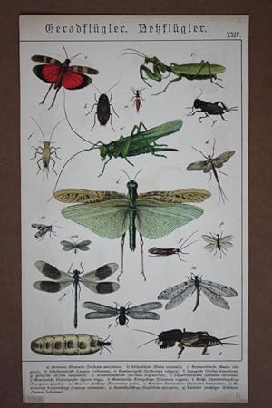Geradflügler, Netzflügler, Chromolithographie 1886, Blattgröße: 31,7 x 18,5 cm, reine Bildgröße: ...