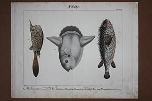 Fische, altkolorierter Kupferstich um 1820 von Bretzing, Blattgröße: 23 x 30 cm, reine Bildgröße:...