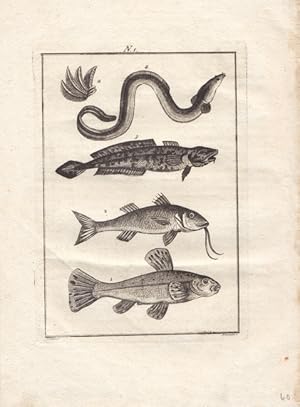 Der Fisch, Kupferstich um 1805 mit der Darstellung von vier Fischen, Blattgröße: 25 x 18,5 cm, re...