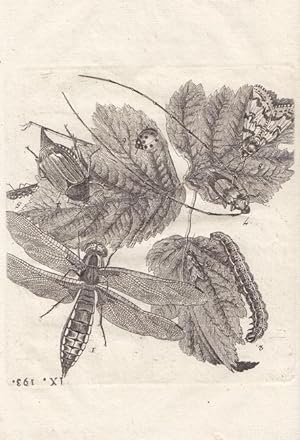 Schönes Blatt mit einer Vielzahl von Insekten auf Blättern, Kupferstich um 1800, Blattgröße: 17,5...
