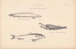 Abdominales (Malagopterygii), Stahlstich um 1880 mit drei dargestellten Arten, Blattgröße: 16 x 2...