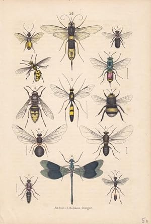 Fliegen, Libellen, Altkolorierte Lithographie um 1875 mit einer Vielzahl geflügelter Insekten von...