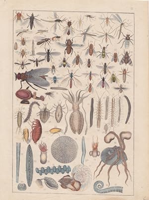 Insekten und Kopffüßer, Holzstich um 1880 mit einer Vielzahl an abgebildeten Tieren, Blattgröße: ...