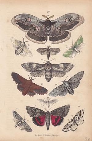 Falter und Schmetterlinge, altkolorierte Lithographie um 1875 von Emil Hochdanz, Blattgröße: 21,5...