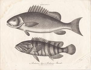 Bodianus (Lippfische), Kupferstich 1806 mit zwei Abbildungen, Blattgröße: 20,5 x 26,8 cm, reine B...