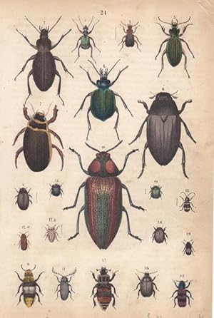 Käfer: altkolorierter Stahlstich um 1835 mit Abbildungen von 21 Käfern, Blatt-, Bildgröße: 19,8 x...