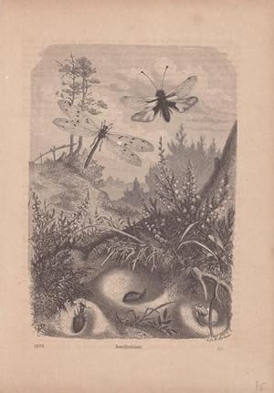 Ameisenlöwen, Holzstich von 1879, Blattgröße: 26,5 x 18,5 cm, reine Bildgröße: 19,5 x 14 cm.