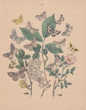 Schmetterlinge und ihre Entwicklungsstadien, altkolorierte Lithographie um 1870 aus dem Hause Hoc...