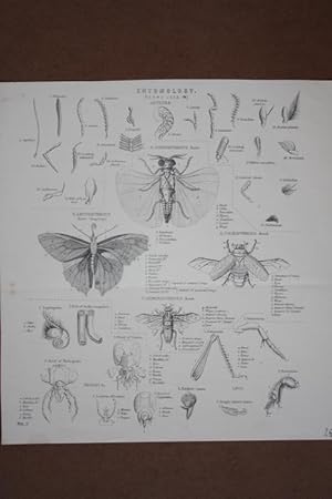 Begriffe Entomologie, Holzstich um 1880, Blattgröße: 25 x 23,3 cm, reine Bildgröße: 23,7 x 20 cm.