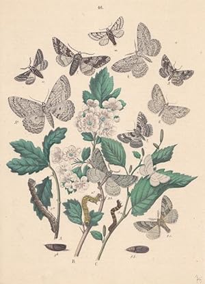 Schmetterlinge und ihre Entwicklungsstadien, altkolorierte Lithographie um 1875 aus dem Haus Emil...
