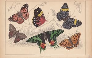 Schmetterlinge, altkolorierte Lithographie um 1848 mit der Darstellung von 6 Schmetterlingsarten ...