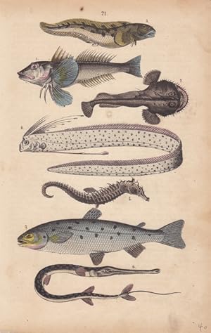 Sieben Fische auf einem Blatt, altkolorierter Stahlstich um 1850 (Seepferdchen, Forell), Blattgrö...