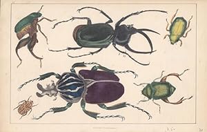 Käfer, altkolorierte Lithographie um 1848 mit der Abbildung von 6 Käfern von A. Fullarton, Blattg...