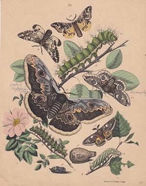 Nachtpfauenaugen zwei Arten, kolorierte Lithographie um 1870 aus dem Haus Emil Hochdanz, Blattgrö...