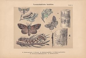 Forstschädliche Insekten, Lithographie um 1885, zwei Blätter mit Darstellungen von Schädlingen Ta...