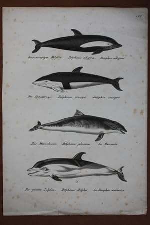 Delfine, Lithographie um 1860 mit der Darstellung von vier Delfinarten, Blattgröße: 32,5 x 22,8 c...