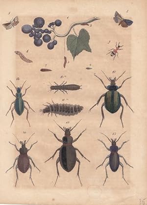 Insekten, Blatt mit altkolorierten Kupferstich um 1840, Dargestellt sind Käfer, Raupen und auch S...