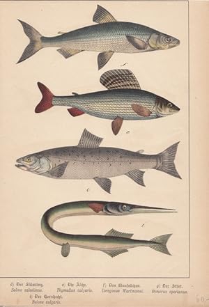 Fische Schautafel, altkolorierte Lithographie um 1890, Blattgröße: 29,3 x 20,3 cm, reine Bildgröß...