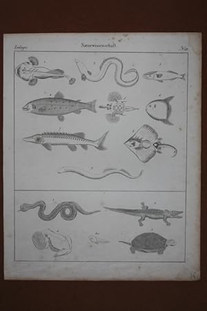 Fische, Amphibien, Stahlstich um 1830 mit Fischen im oberen und Amphibien im unteren Bildteil, Bl...