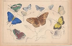 Schmetterlinge, altkolorierte Lithographie um 1848 mit der Darstellung von 10 Schmetterlingsarten...