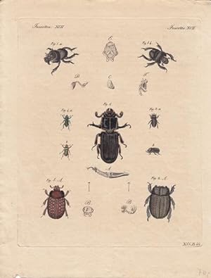 Insecten XCII - Käfer, altkolorierter Kupferstich um 1820, Blattgröße: 27,2 x 21 cm, reine Bildgr...