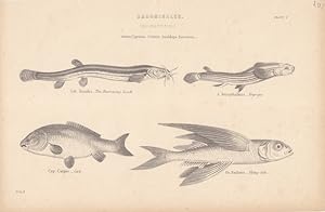 Abdominales (Malaopterygii), Stahlstich um 1880 mit vier dargestellten Arten, Blattgröße: 16 x 24...