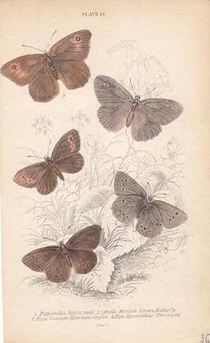 Schmettlinge, altkolorierter Stahlstich um 1840 mit 4 Schmetterlingen und der Legende dazu von Wi...