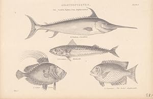 Acanthopterycii, Stachelflosser, Stahlstich um 1880 mit der Darstellung von vier Arten, Blattgröß...