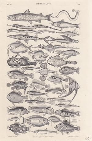 Ichthyology, Lithographie um 1845 von R. Scott (Edin.) von Blackie & Son (Glasgow), eine Vielzahl...