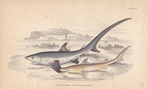 Fox Shark (Fuchshai), The Picked Dog Fish (Dornhai), teilkolorierte Lithographie um 1850, Blattgr...