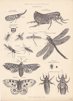 Insekten, Holzstich um 1895, Blattgröße: 26,5 x 19,5 cm, reine Bildgröße: 24,5 x 18 cm.