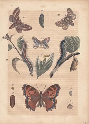Schmetterlinge und ihre Entwicklungsstadien, altkolorierter Stahlstich um 1840, Blattgröße: 18 x ...
