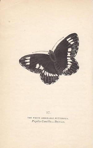 Limenitis arthemis, The white admirable Butterfly, Altkolorierte Kupferstich um 1840, Blattgröße:...