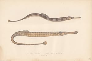 Greater Pipefish, Broad - Nosed Pipefish, kolorierte Lithographie um 1865 von Jonathan Couch, Bla...