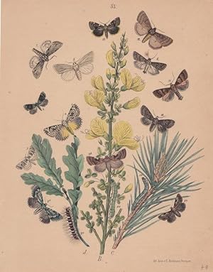 Schmetterlinge und ihre Entwicklungsstadien, altkolorierte Lithographie um 1870 aus dem Haus Emil...